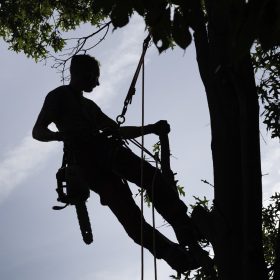 Boomverzorging Hengelo en Enschede