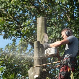 Boomverzorging Hengelo, Enschede en omstreken